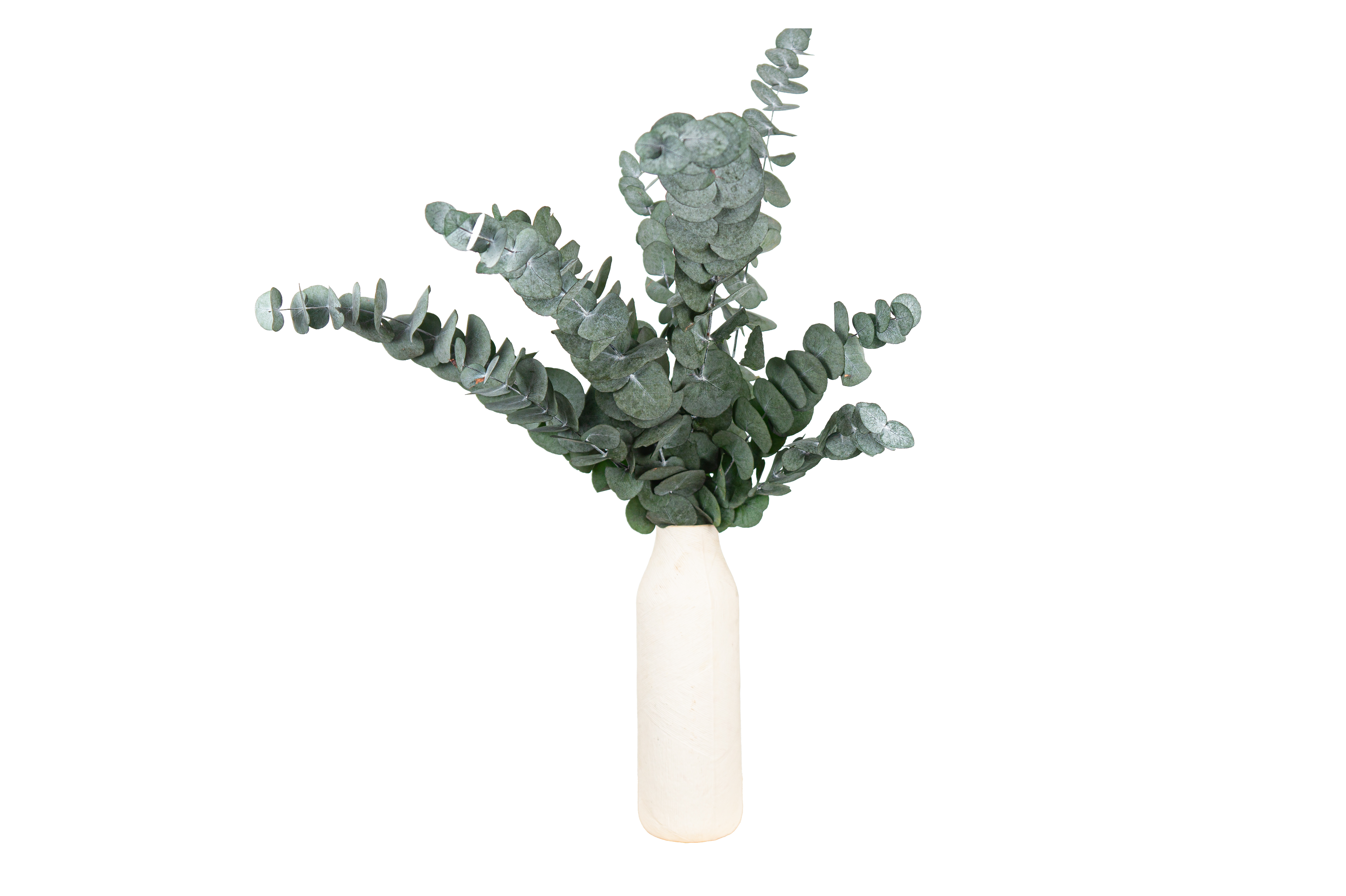 Eucalyptus cinerea vert stabilisé