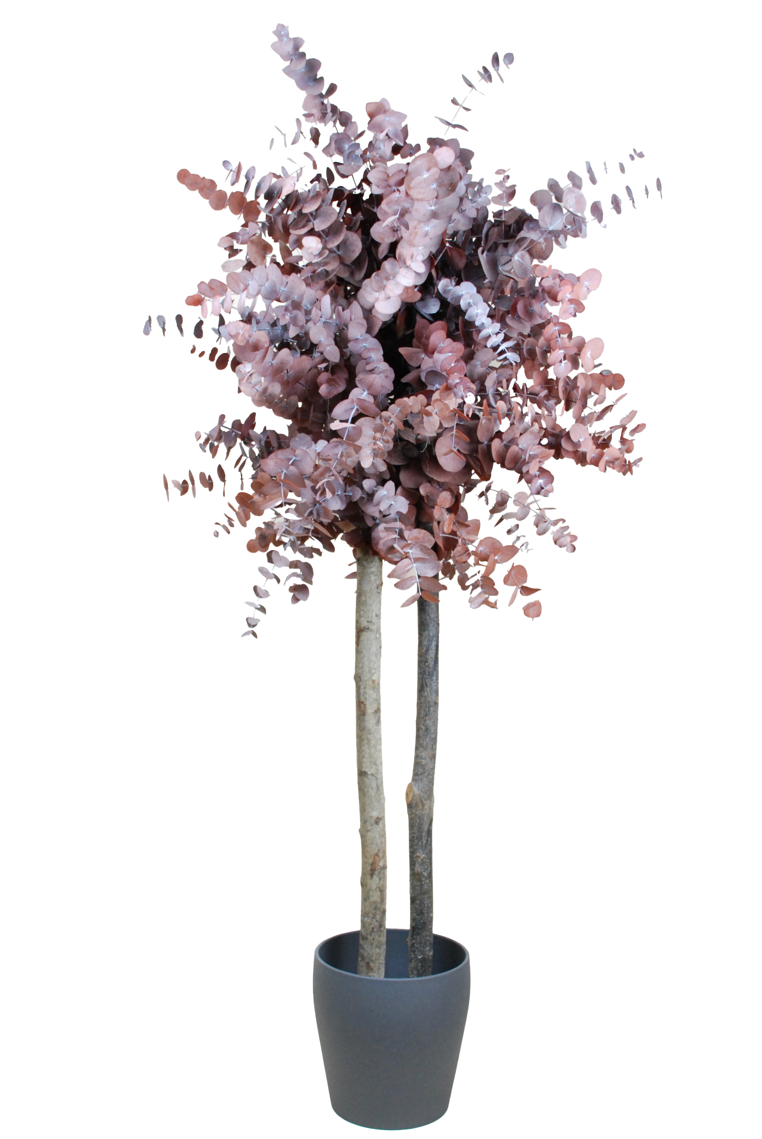 Árbol cinerea granate 150cm