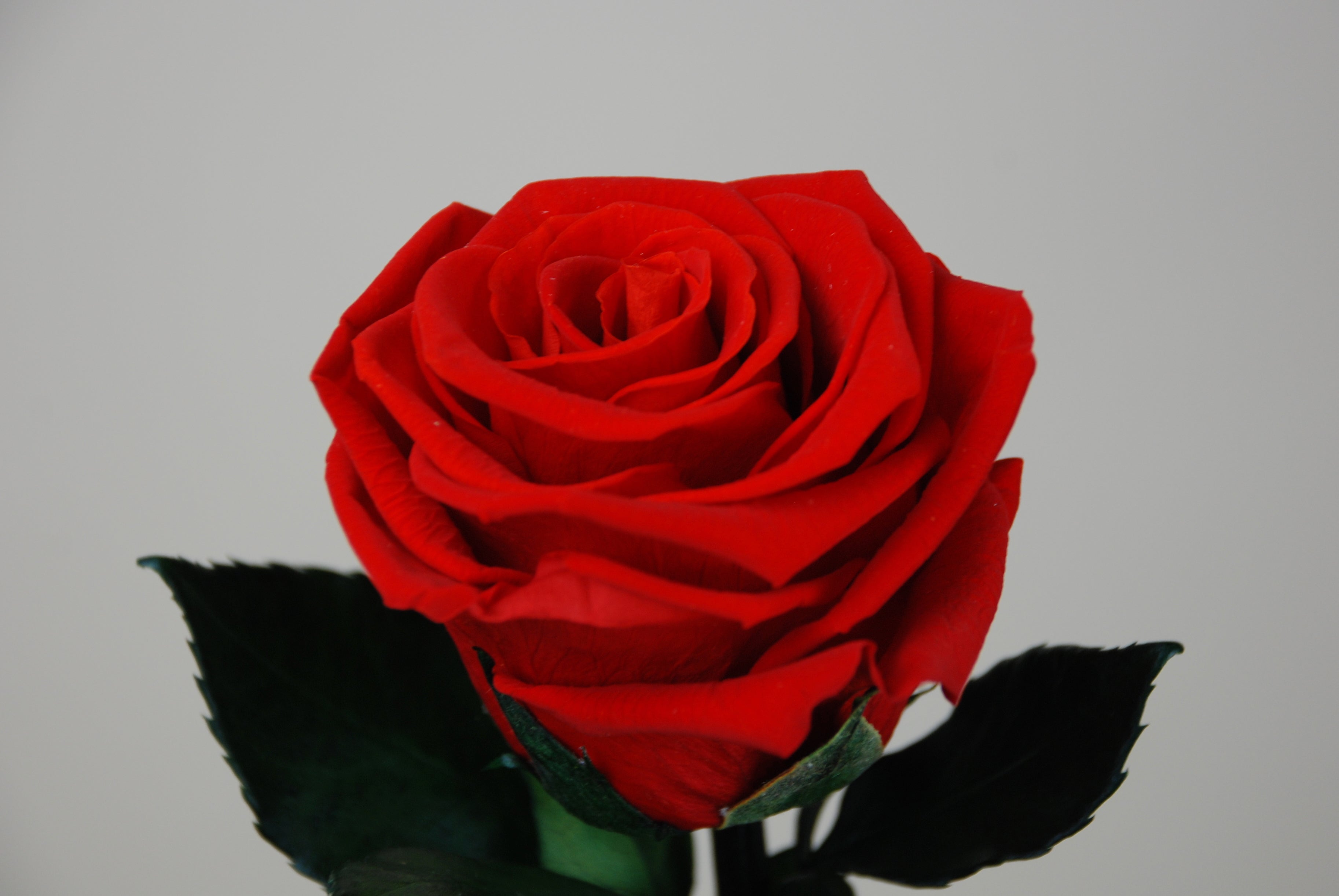 Tige de rosier 27cm - rouge