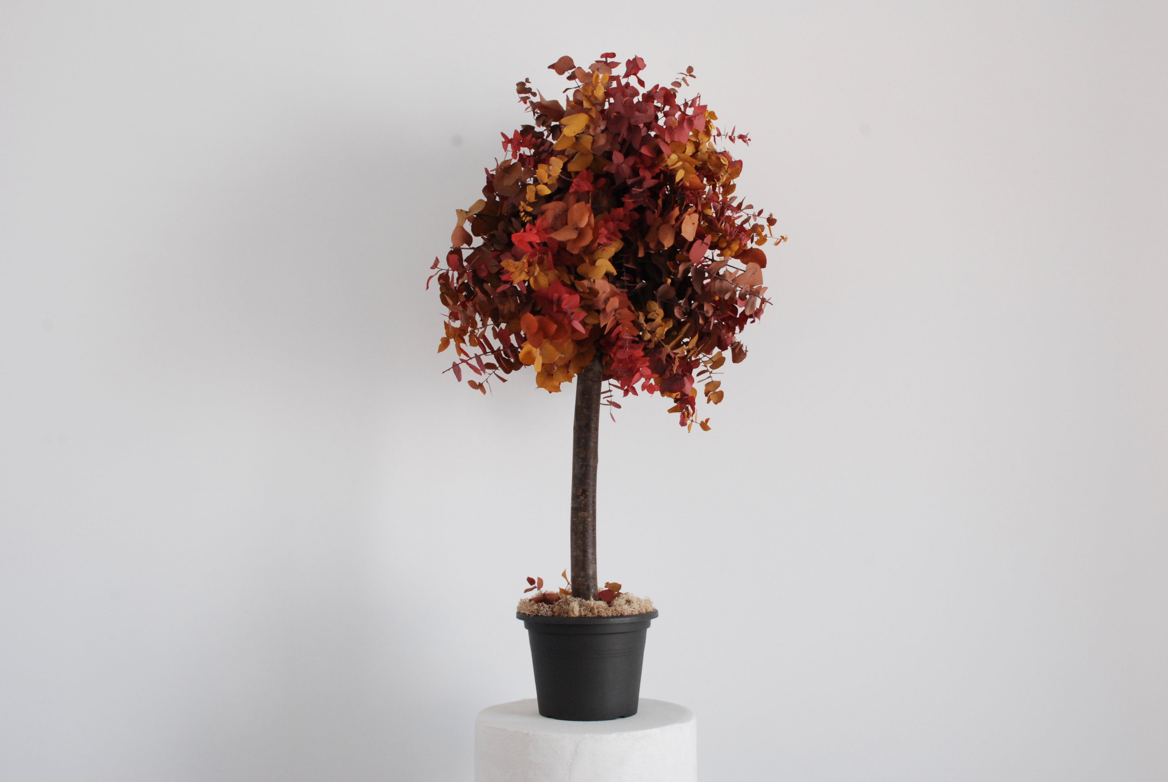 Árbol cinerea otoñal 100cm