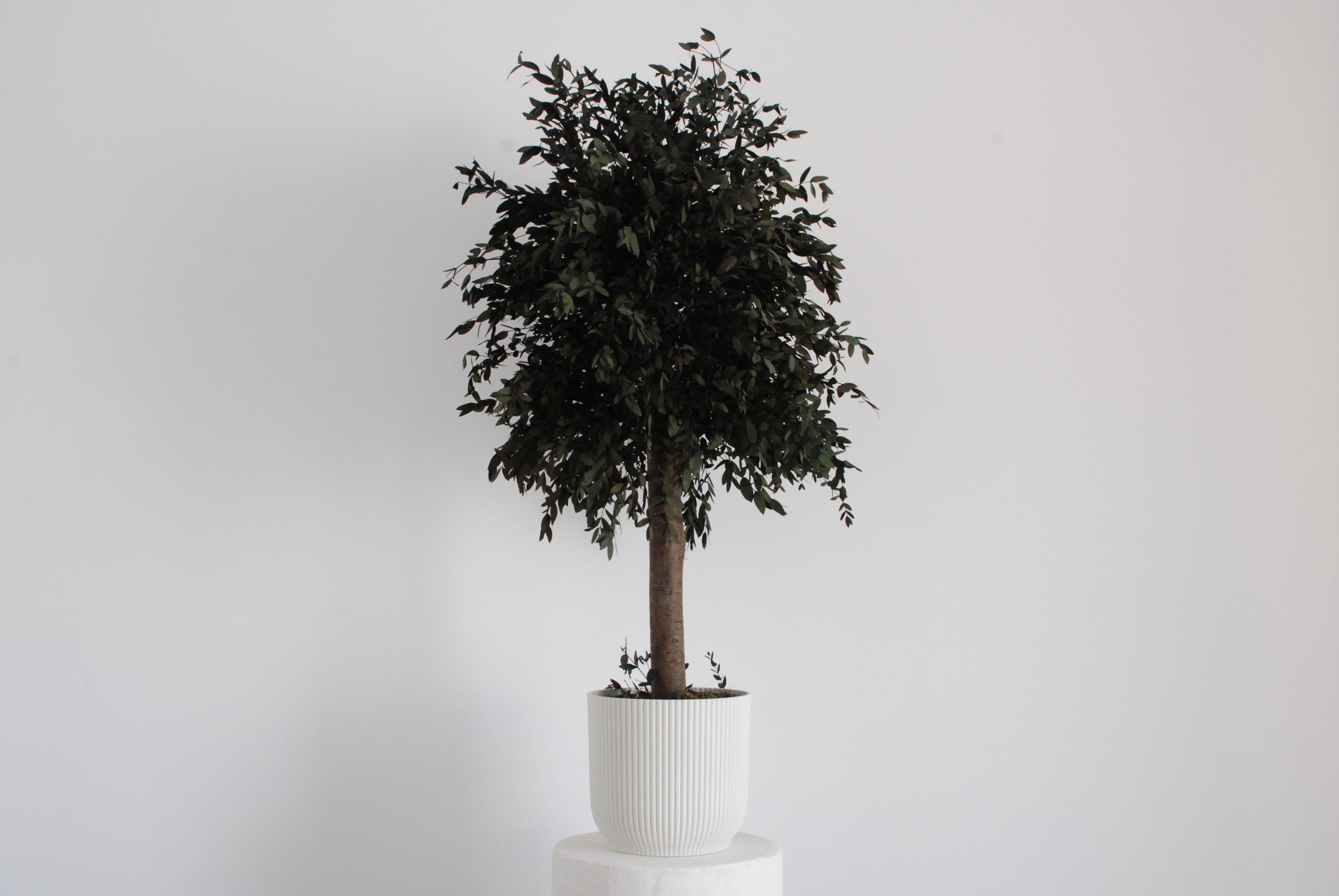 Árbol parvifolia verde 100cm