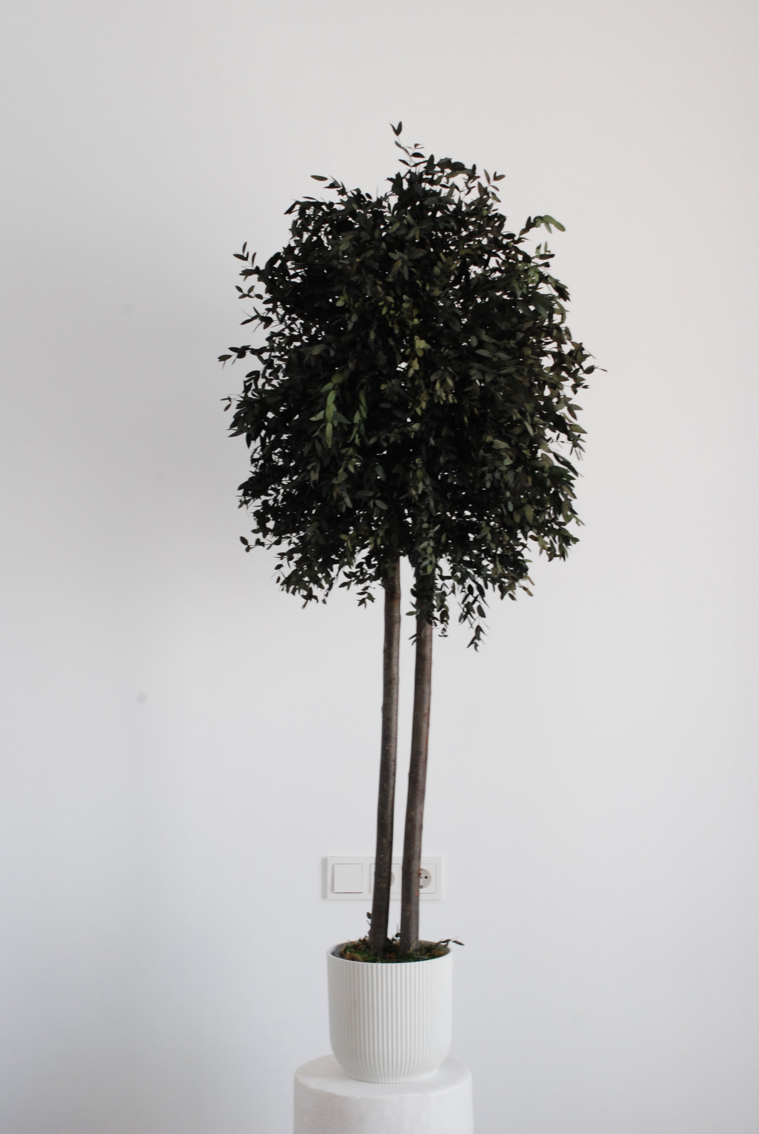 Árbol parvifolia verde 150cm