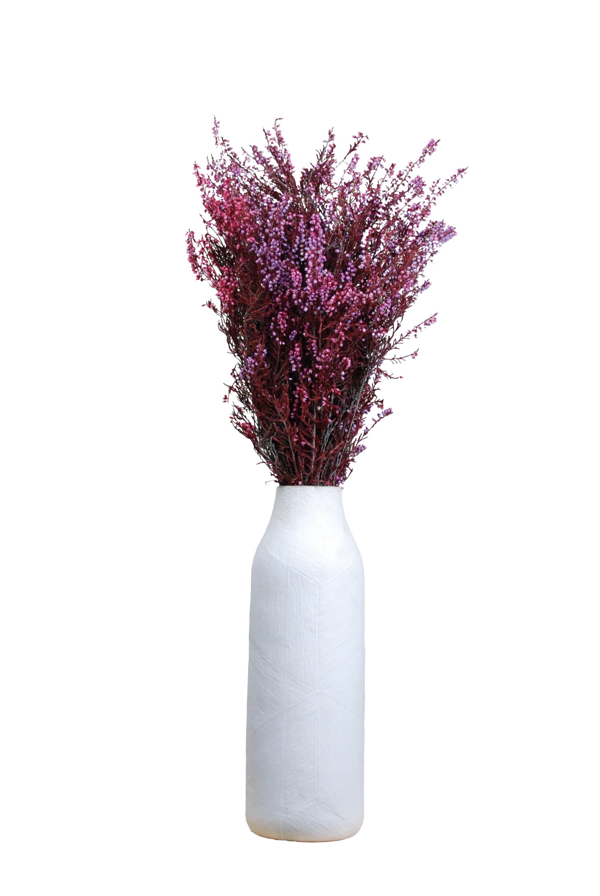 Rosier préservé Erica