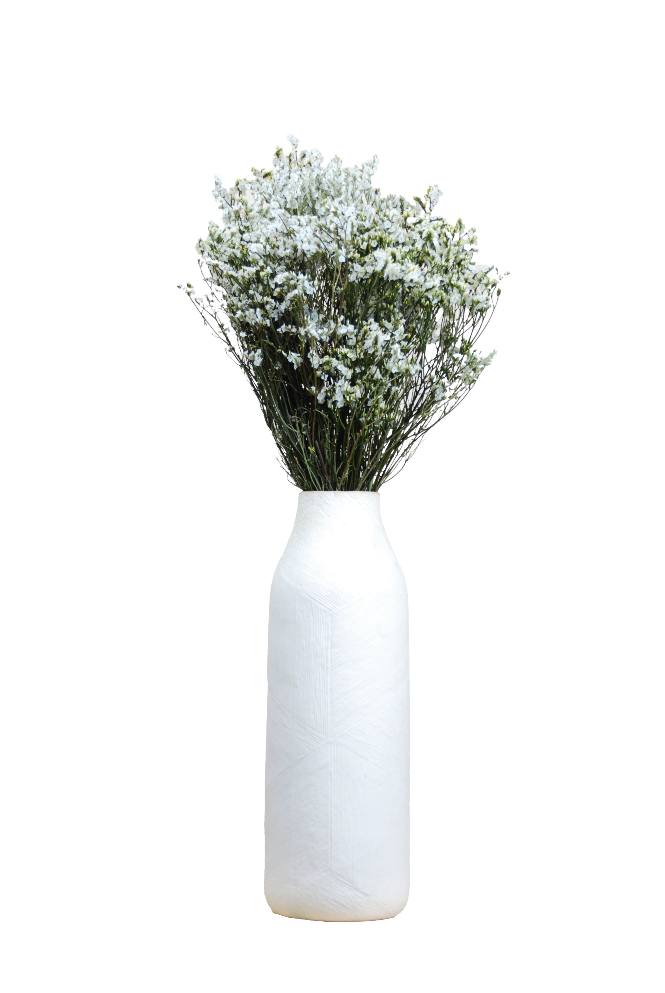 Limonium blanc conservé