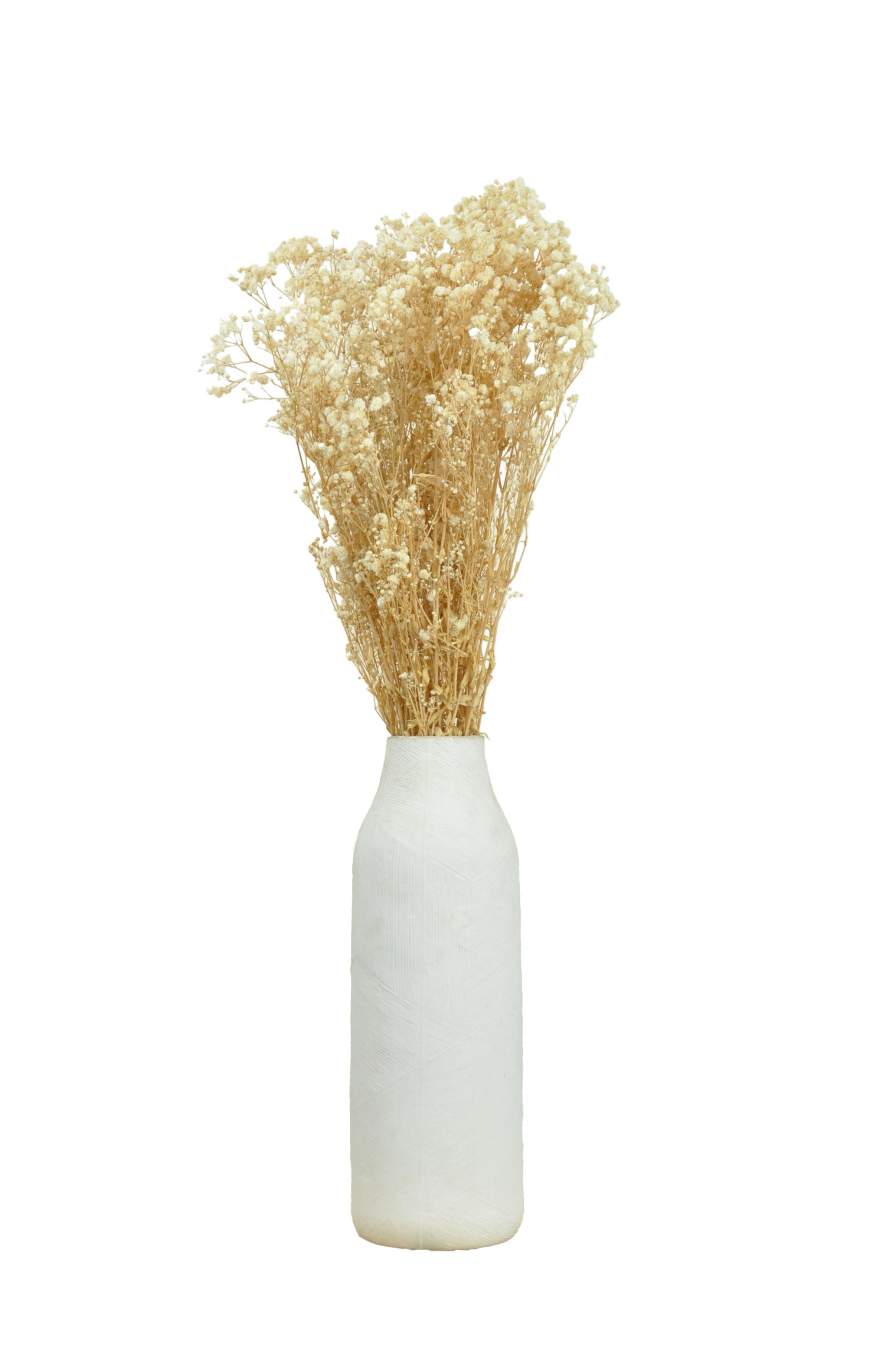 Paniculata blanca preservada