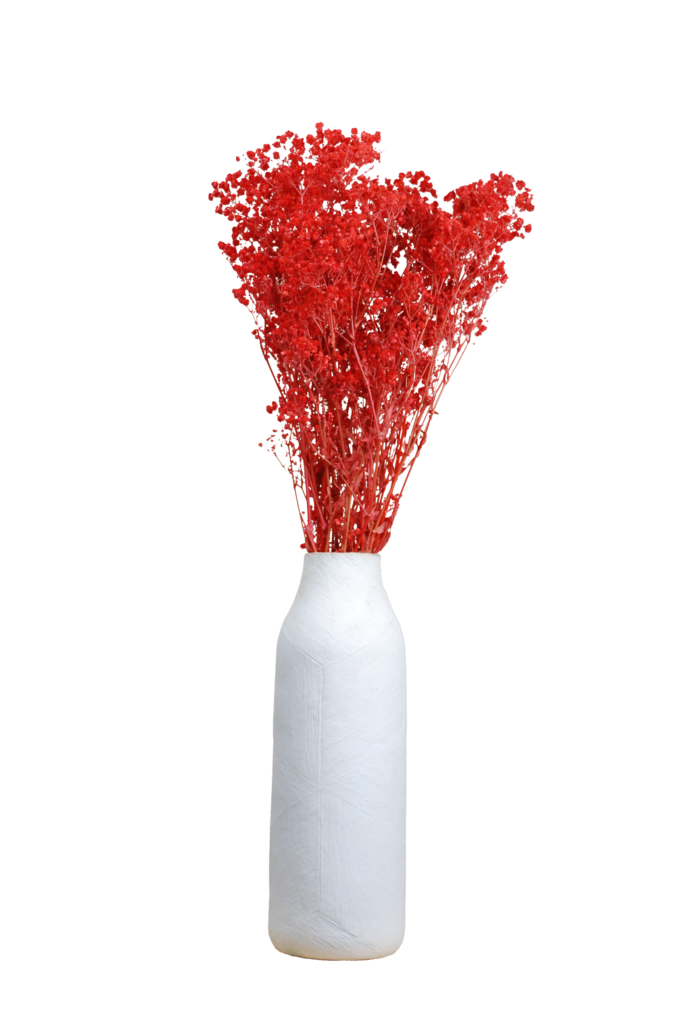 Paniculata roja preservada