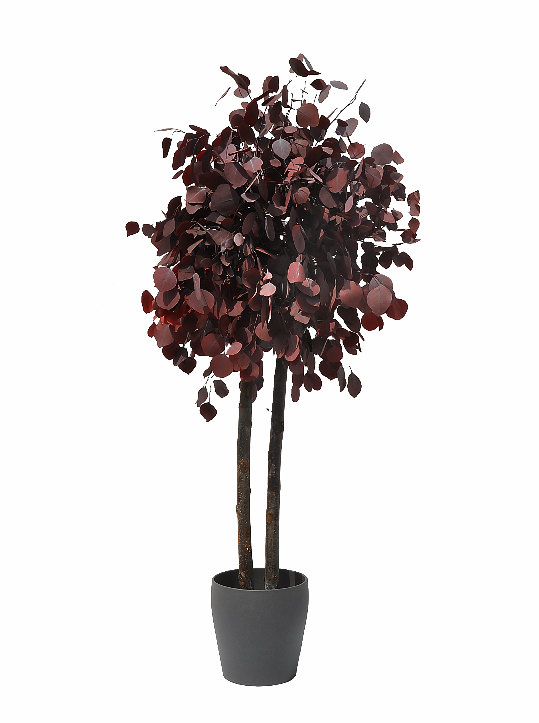 Árbol populus granate 150cm