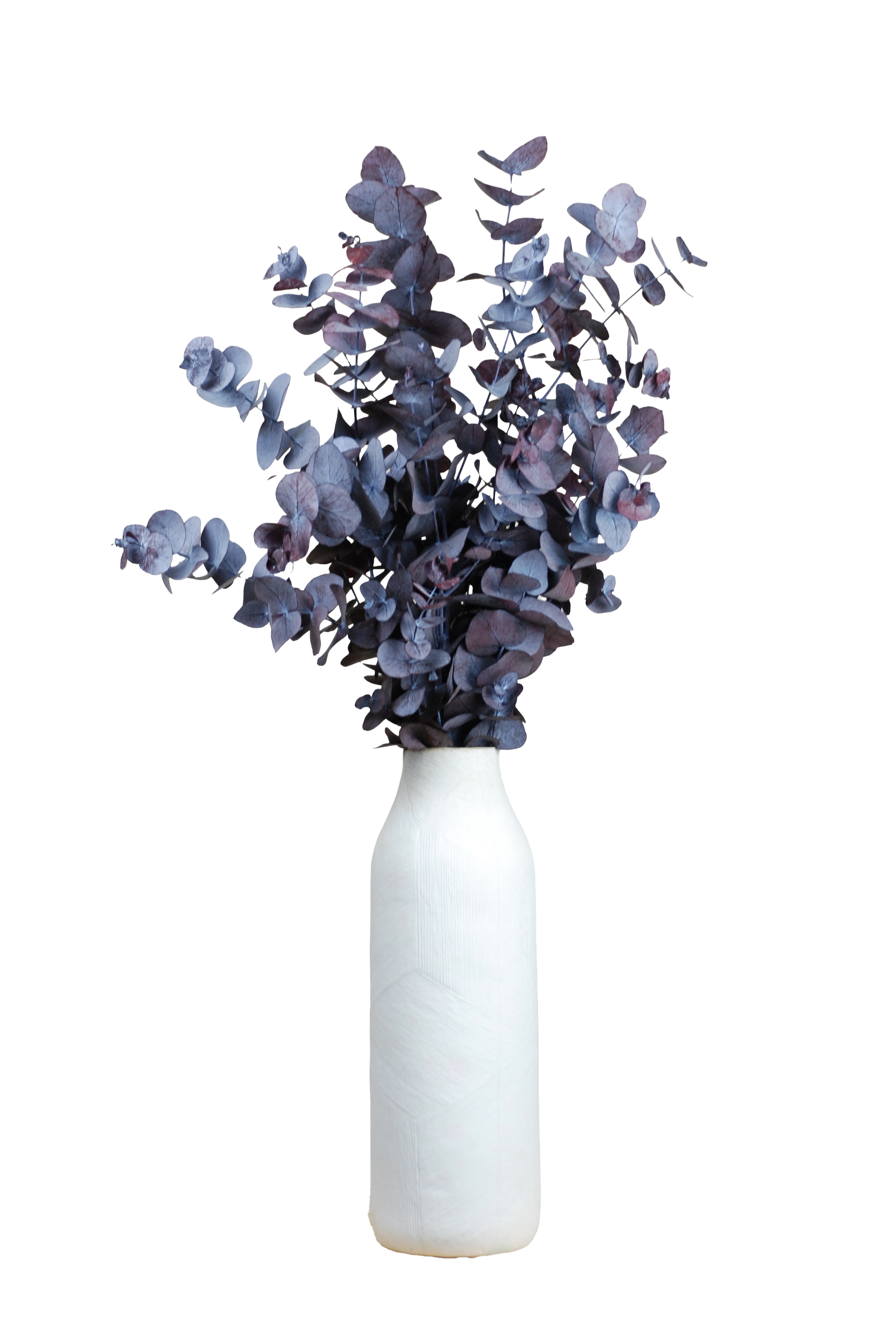 Eucalyptus parvifolia grenat préservé