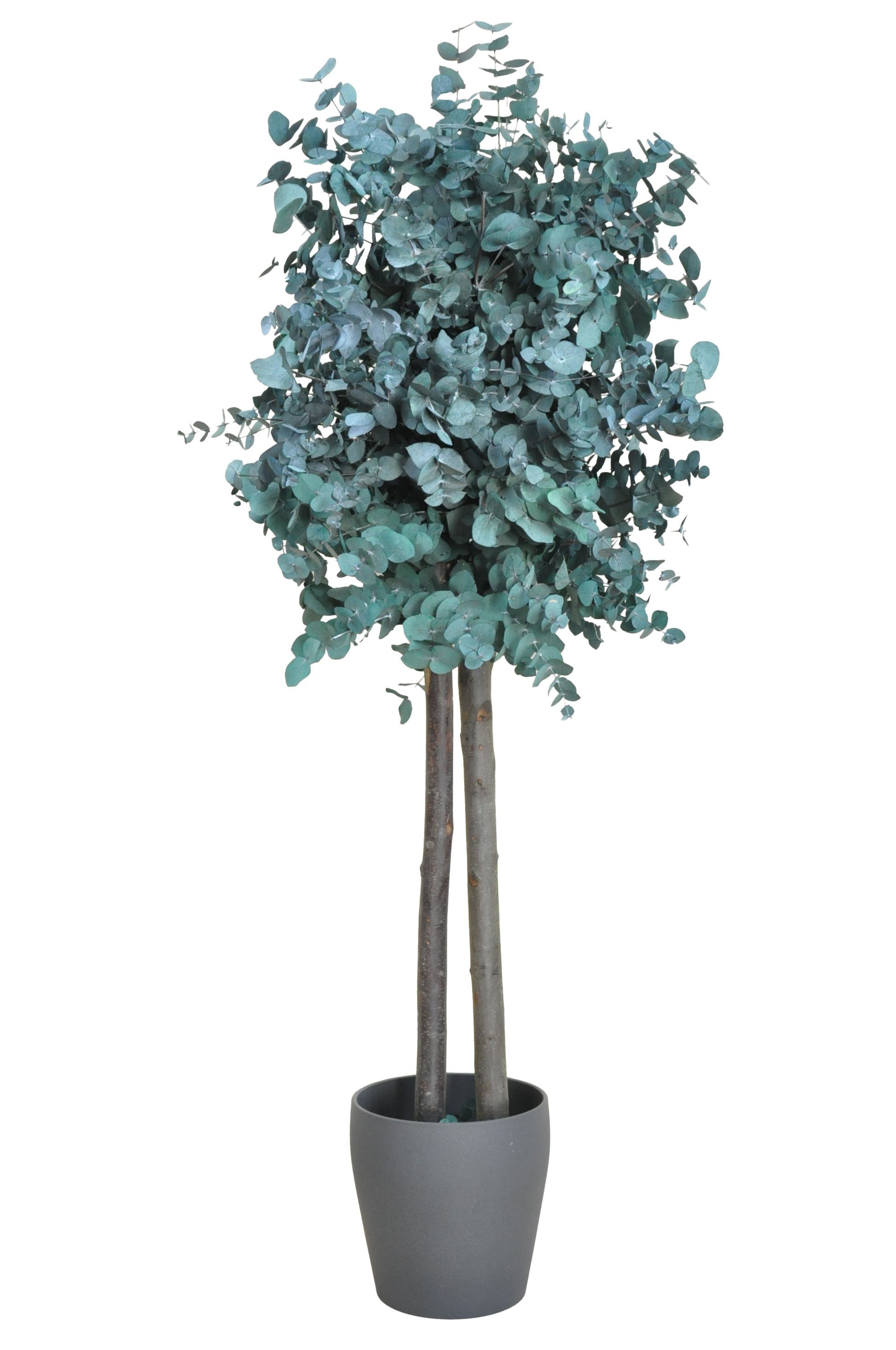 Árbol preservado cinerea verde