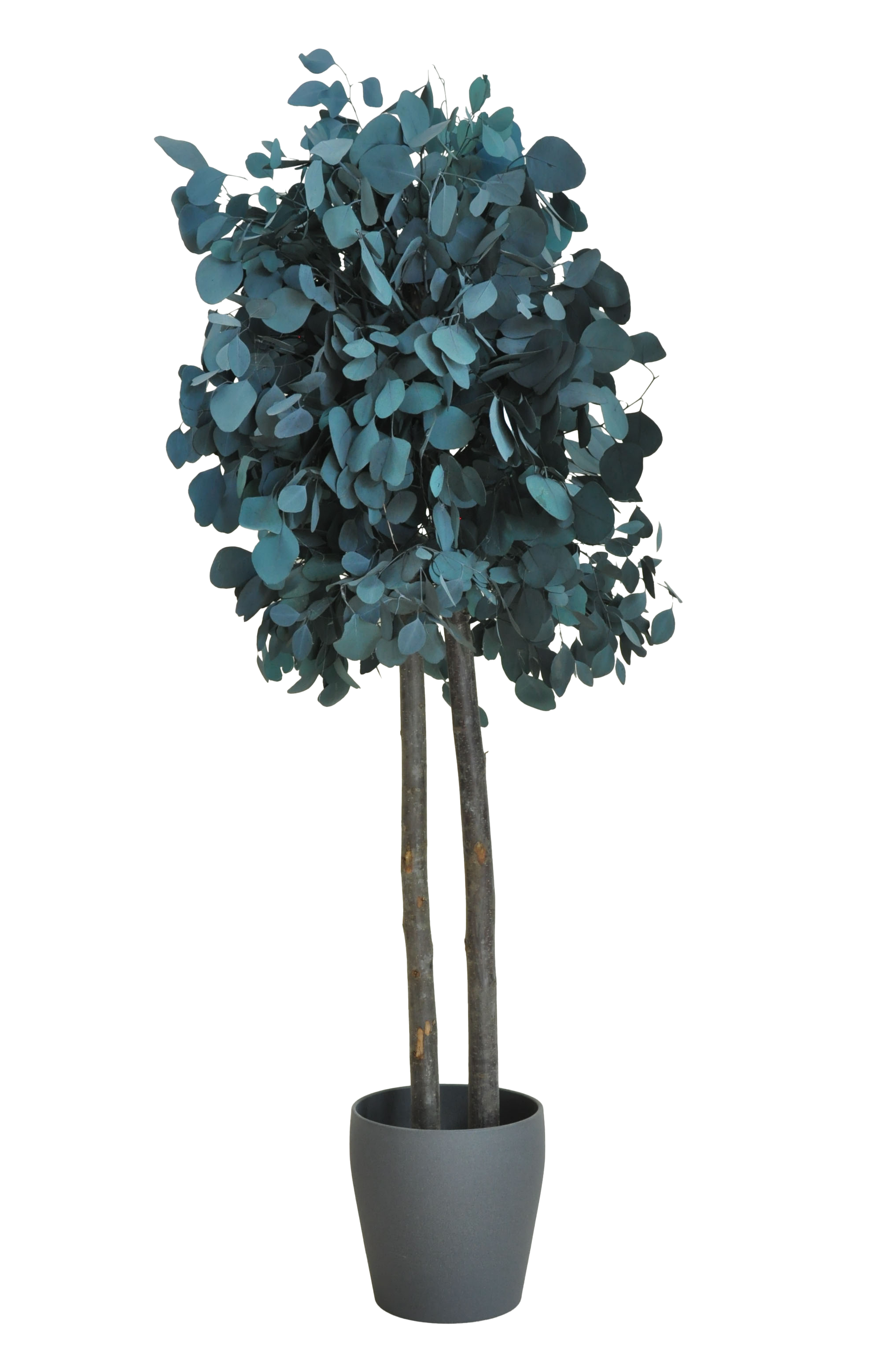 Árbol populus verde 150cm