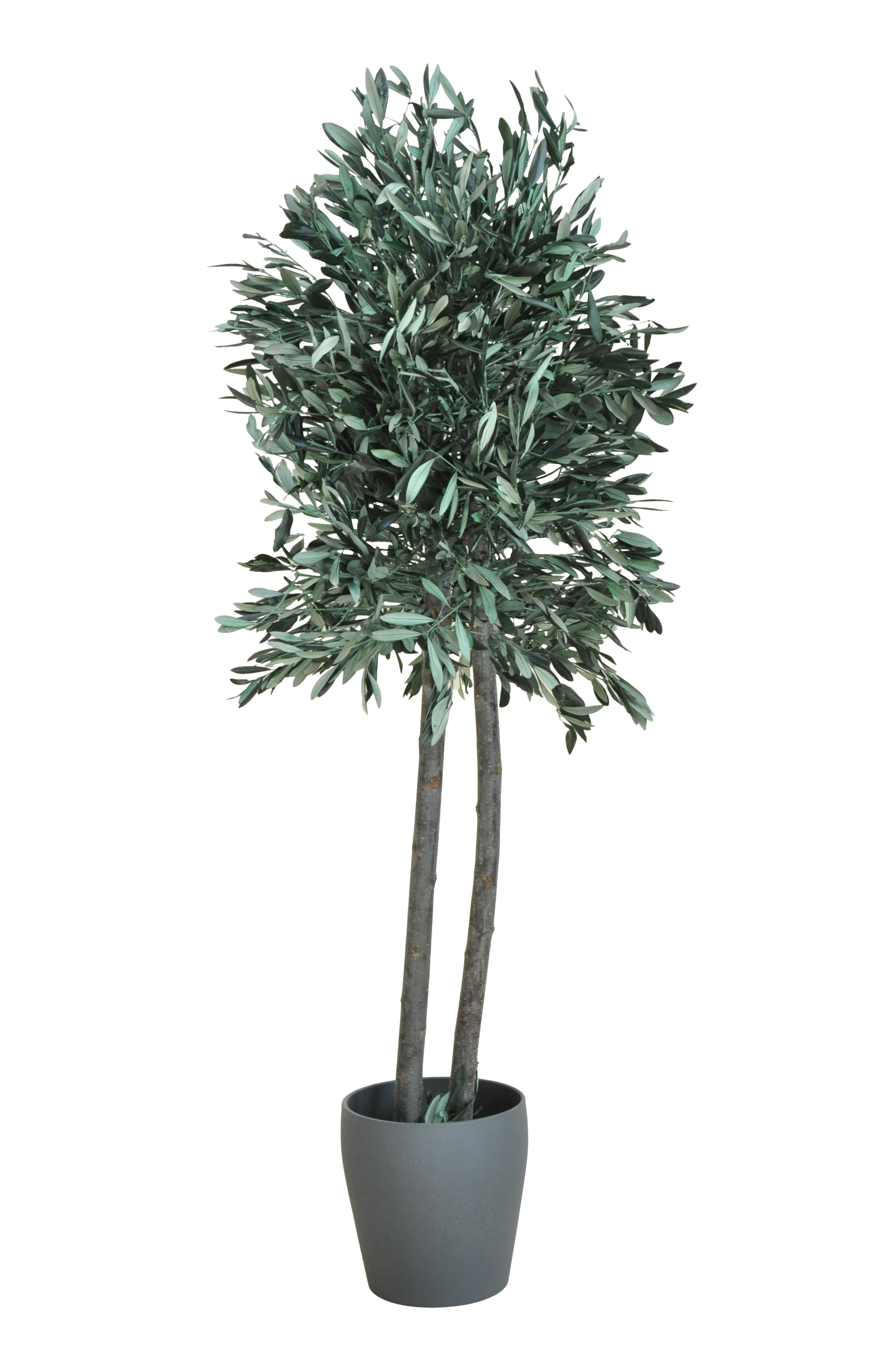 Árbol olivo preservado