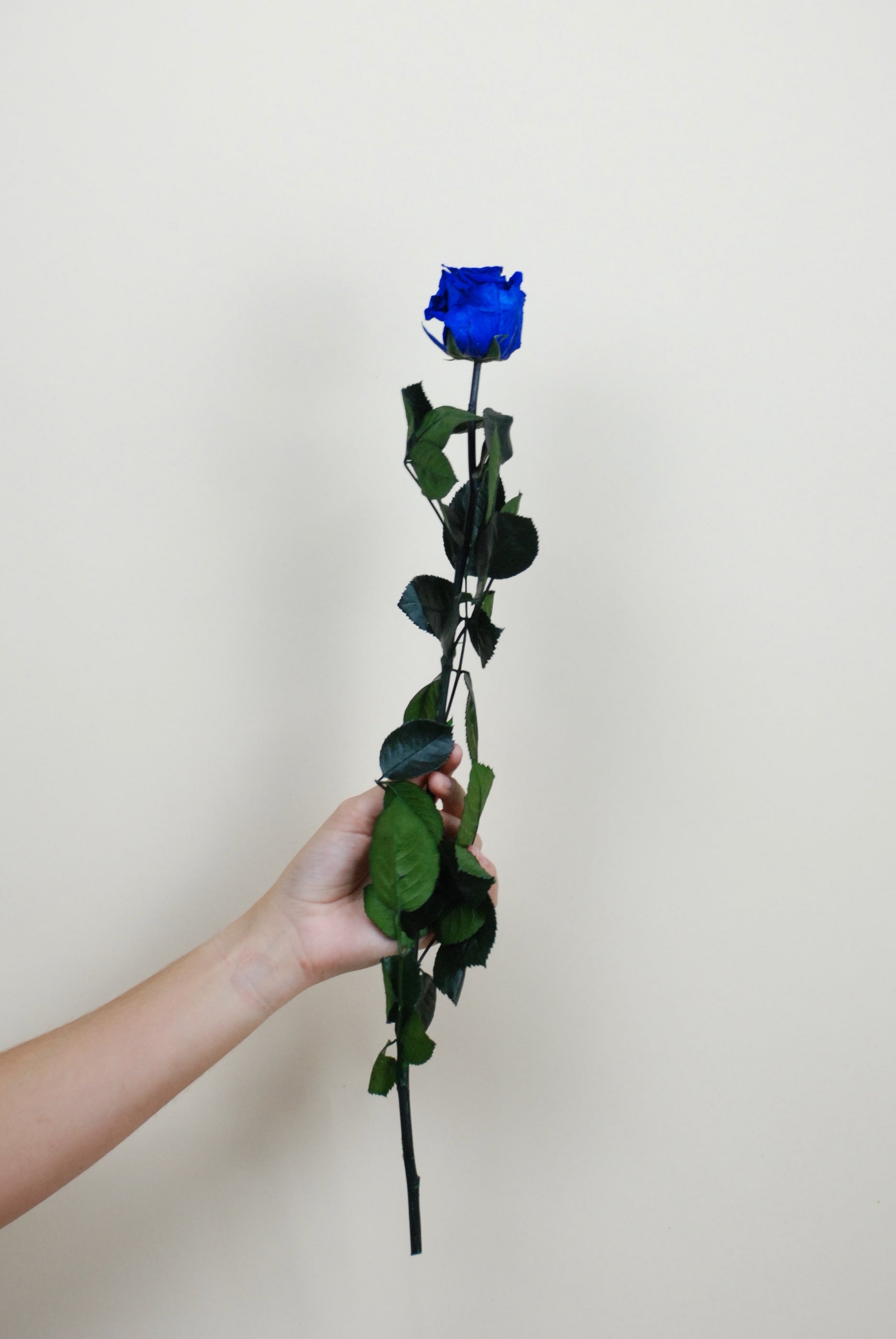 Rosa tallo 55cm - azul