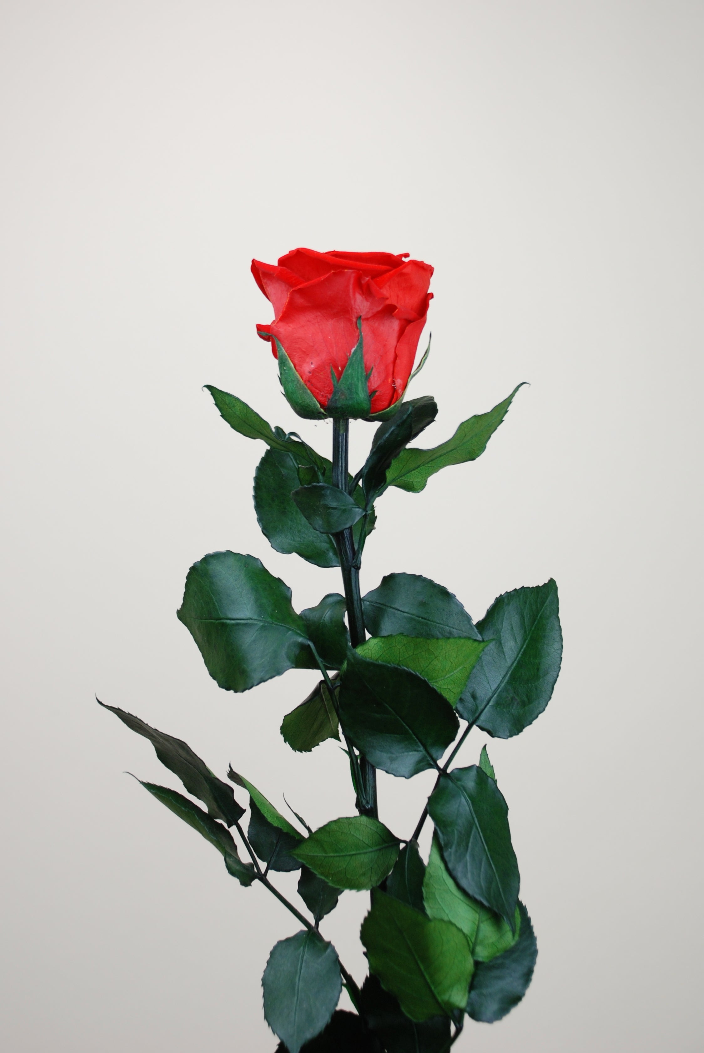 Rosa tallo 55cm - roja