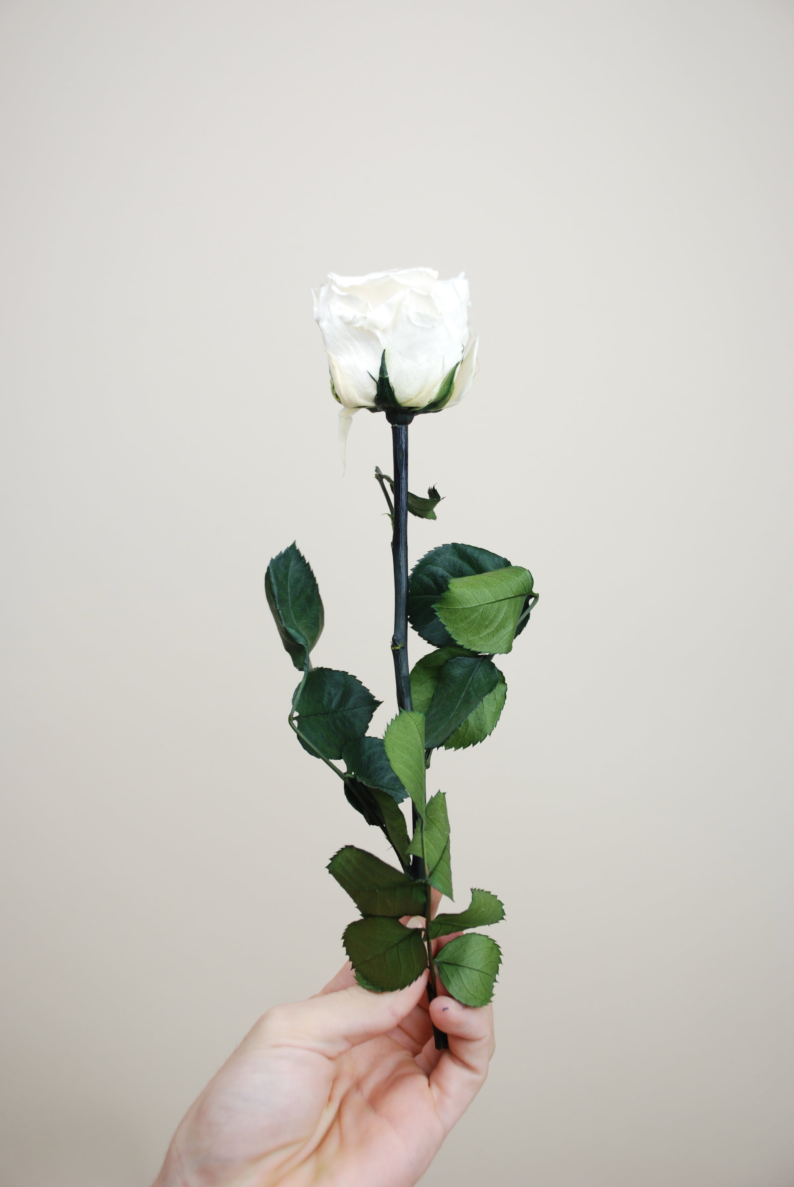 Rosa tallo 27cm - blanca