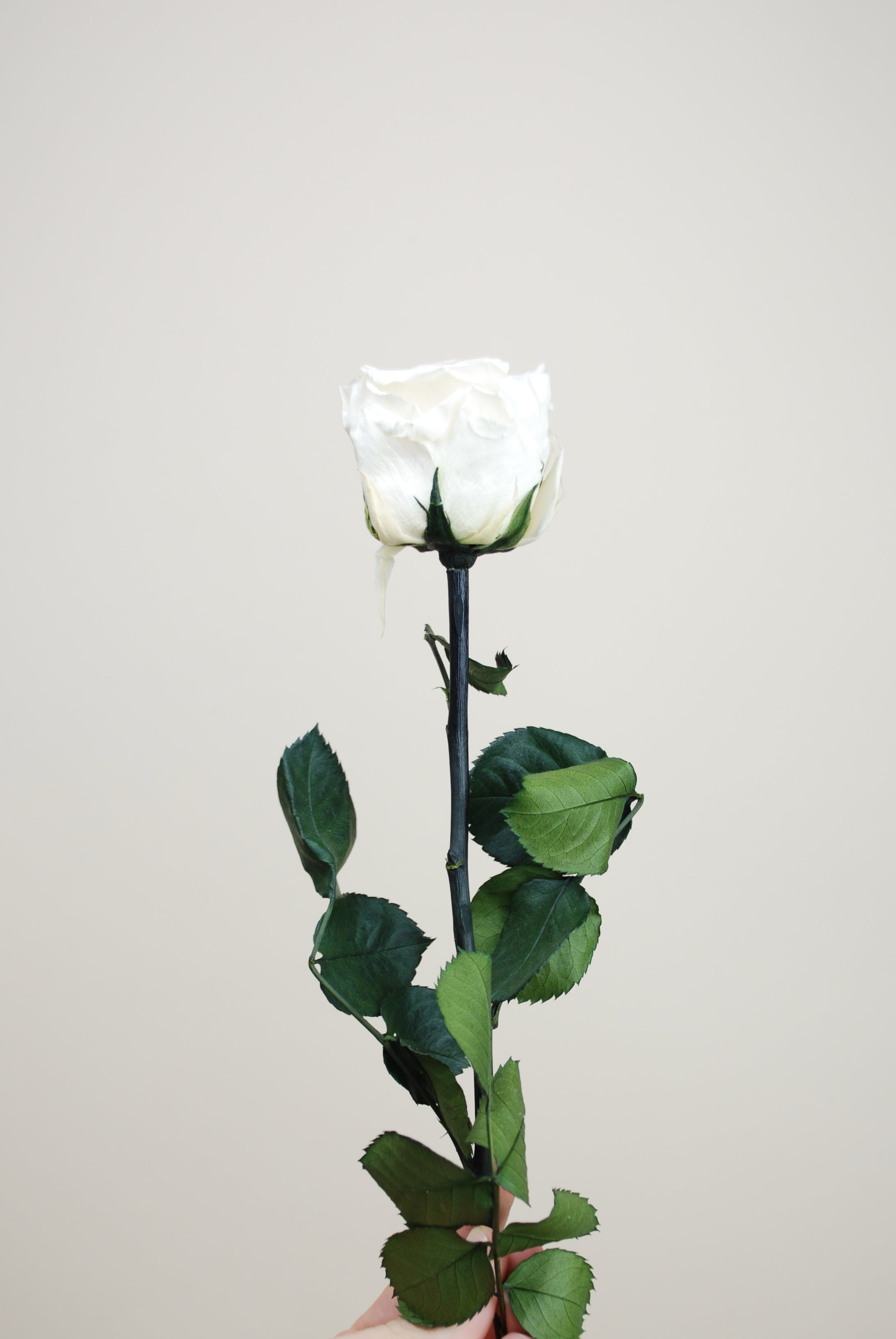 Rosa tallo 55cm - blanca