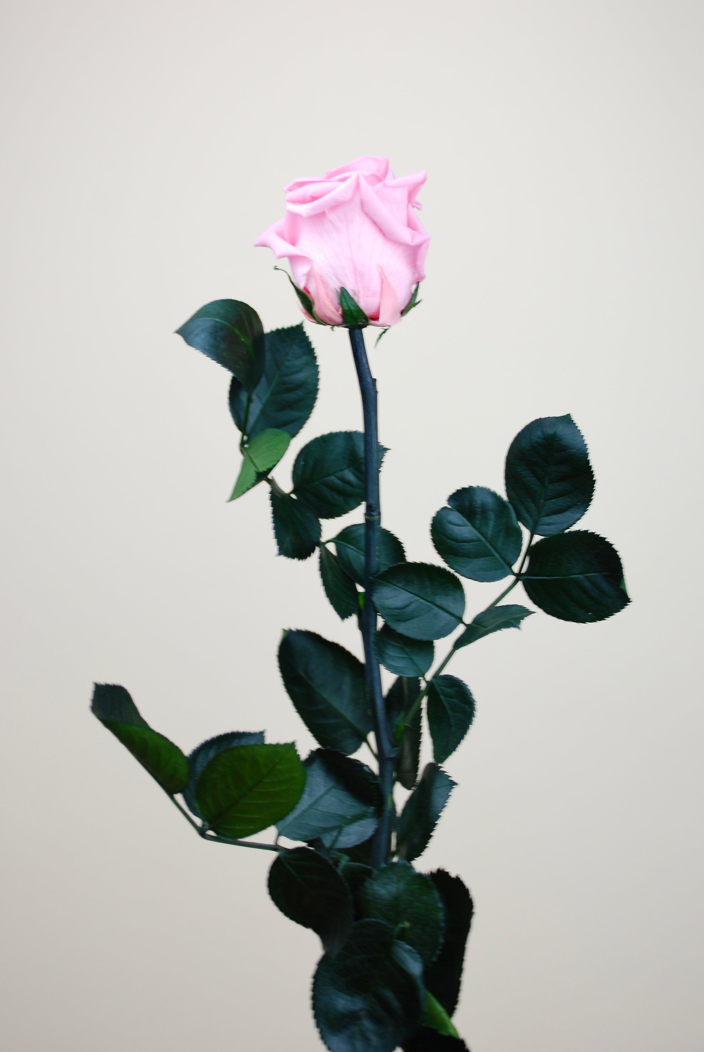 Rosa rosa tallo 27cm