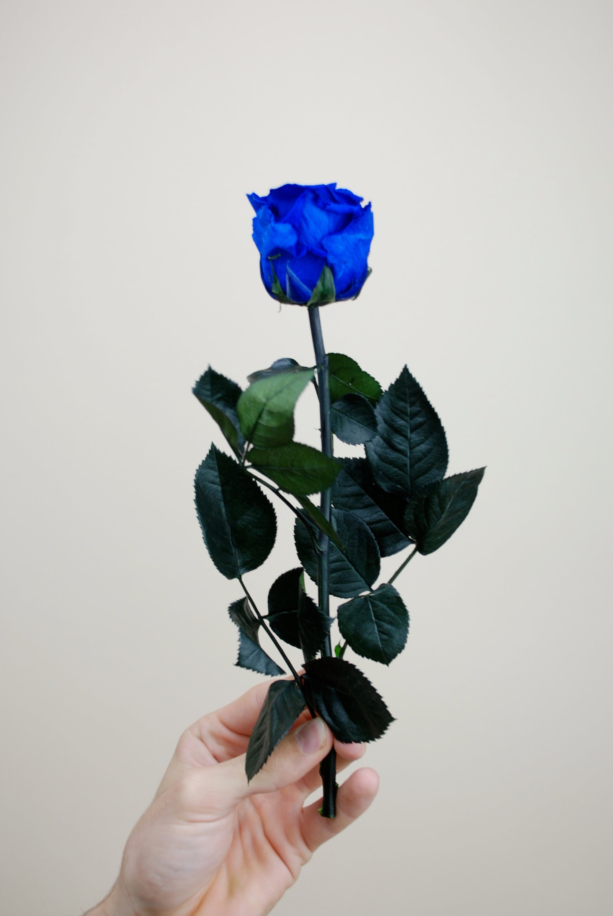 Rosa tallo 27cm - azul