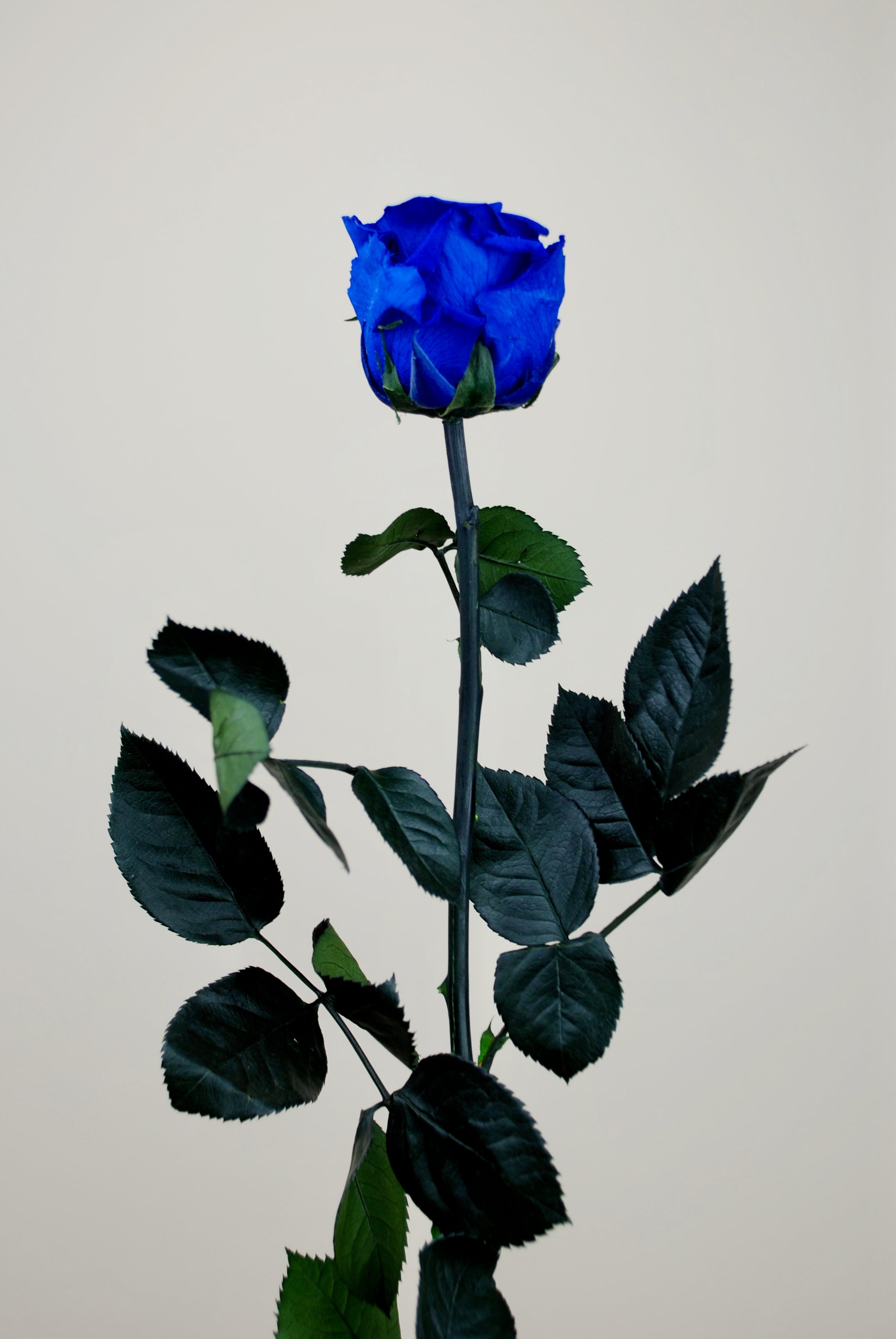 Rosa tallo 55cm - azul