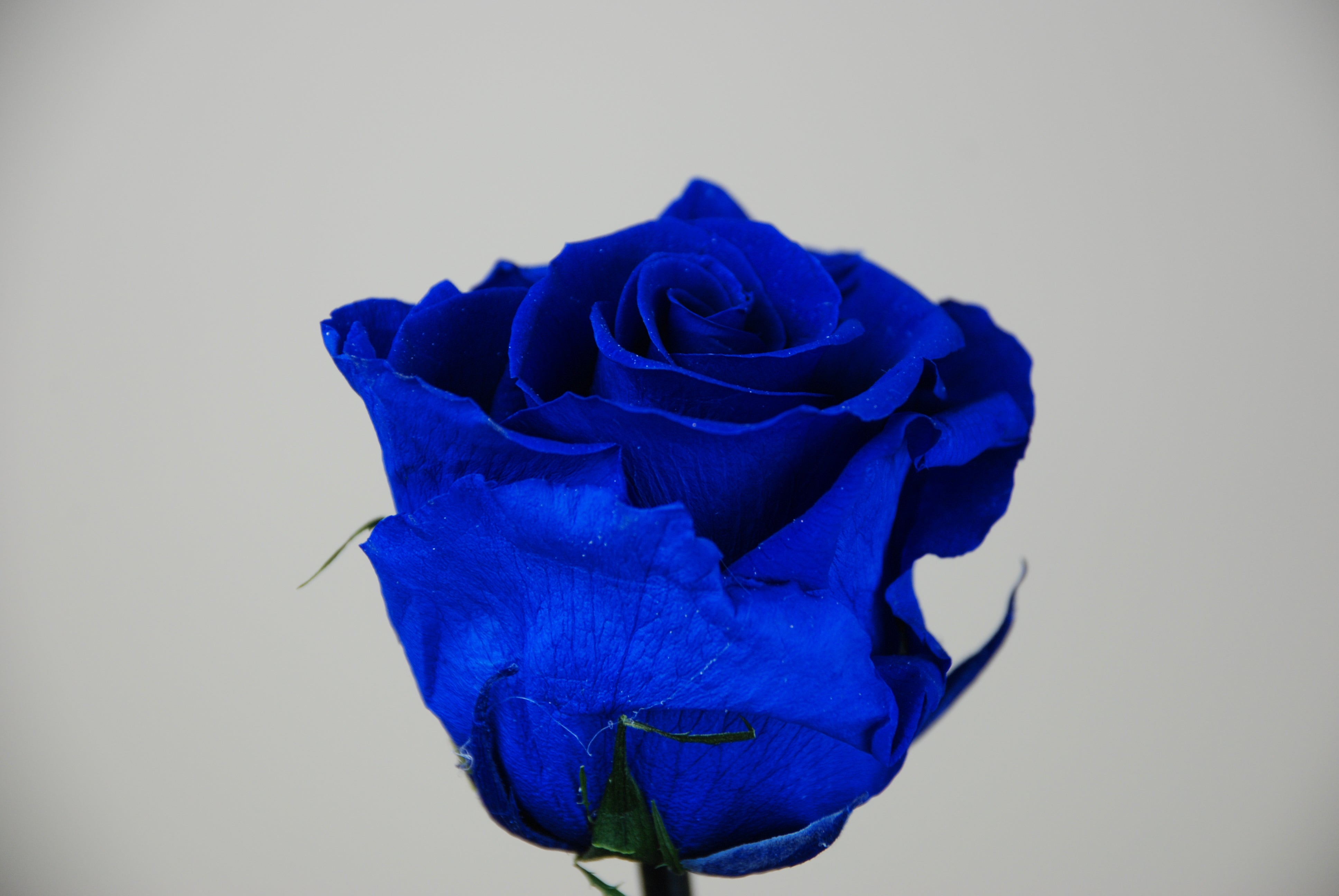 Rosa tallo 27cm - azul