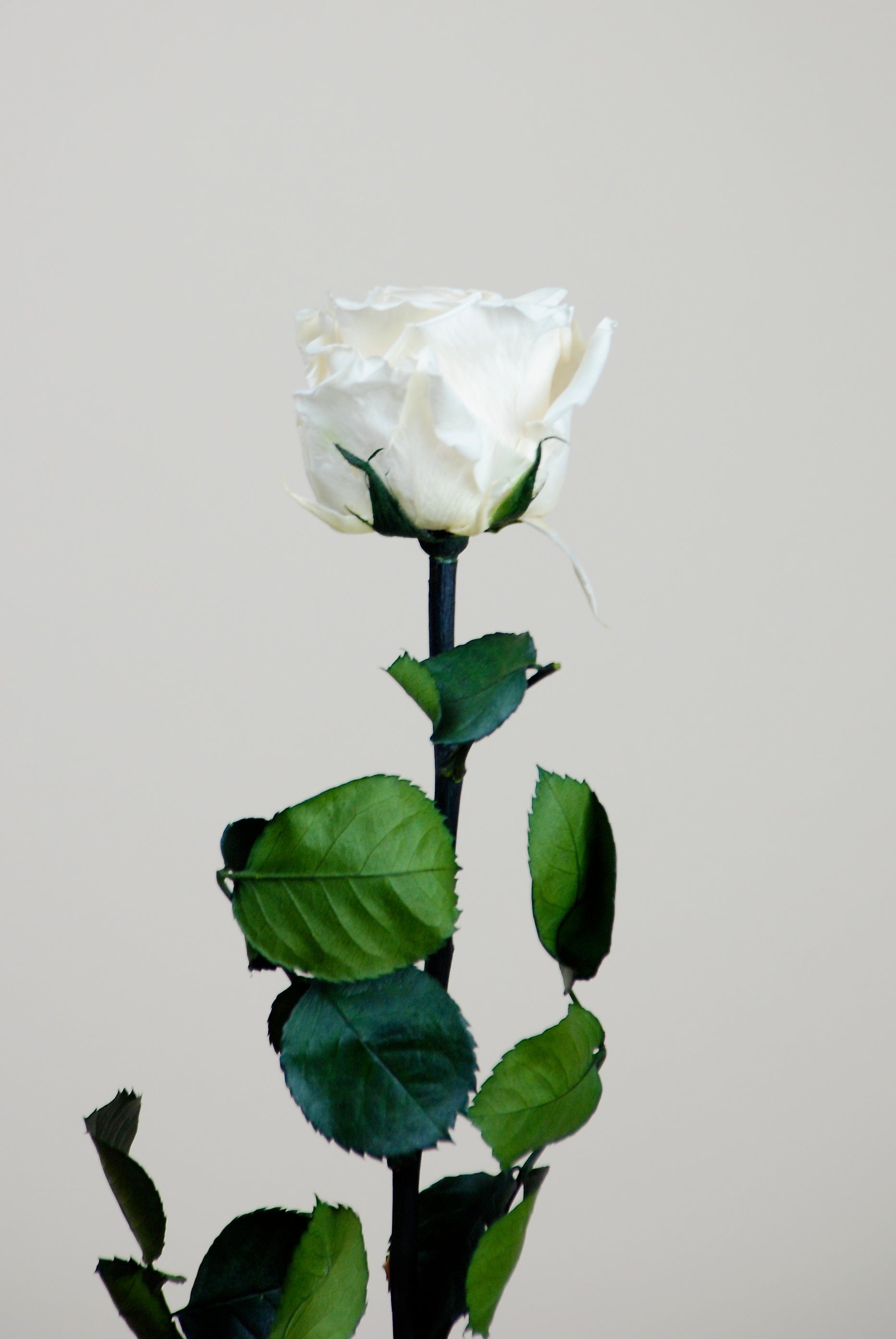 Rosa tallo 55cm - blanca