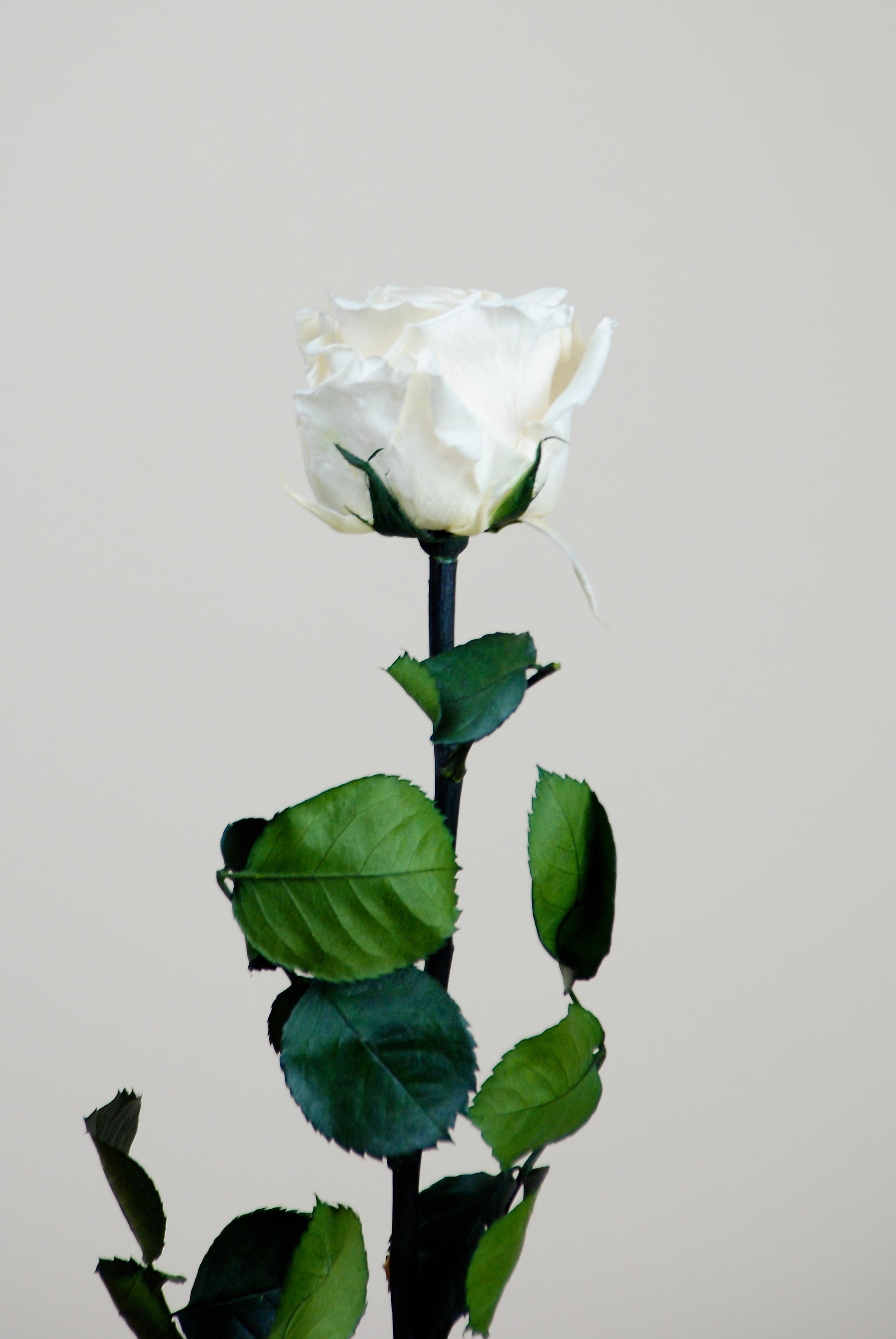 Rosa blanca 27cm