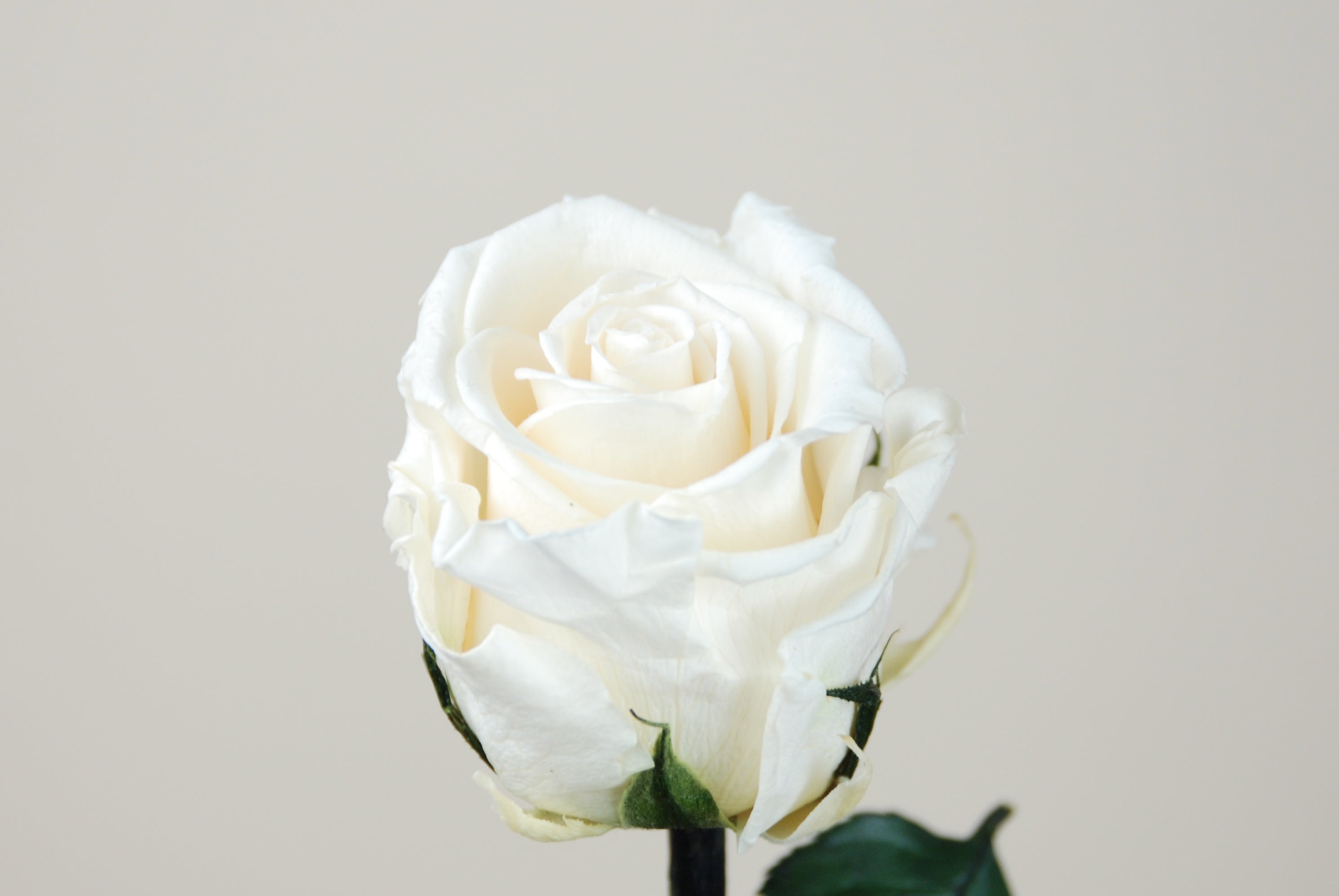 Rosa tallo 55cm - blanca