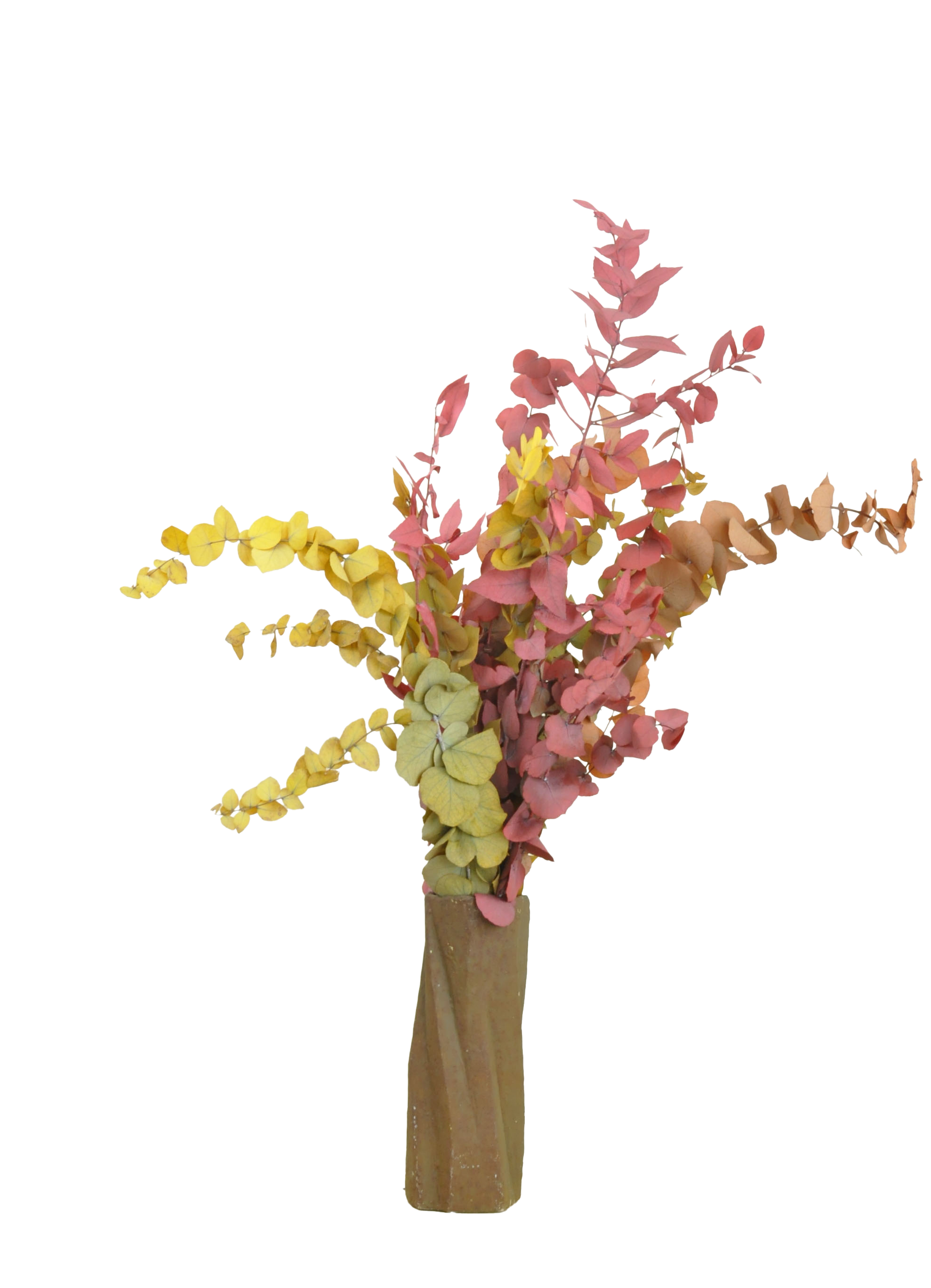 Eucalyptus cinerea automnal préservé