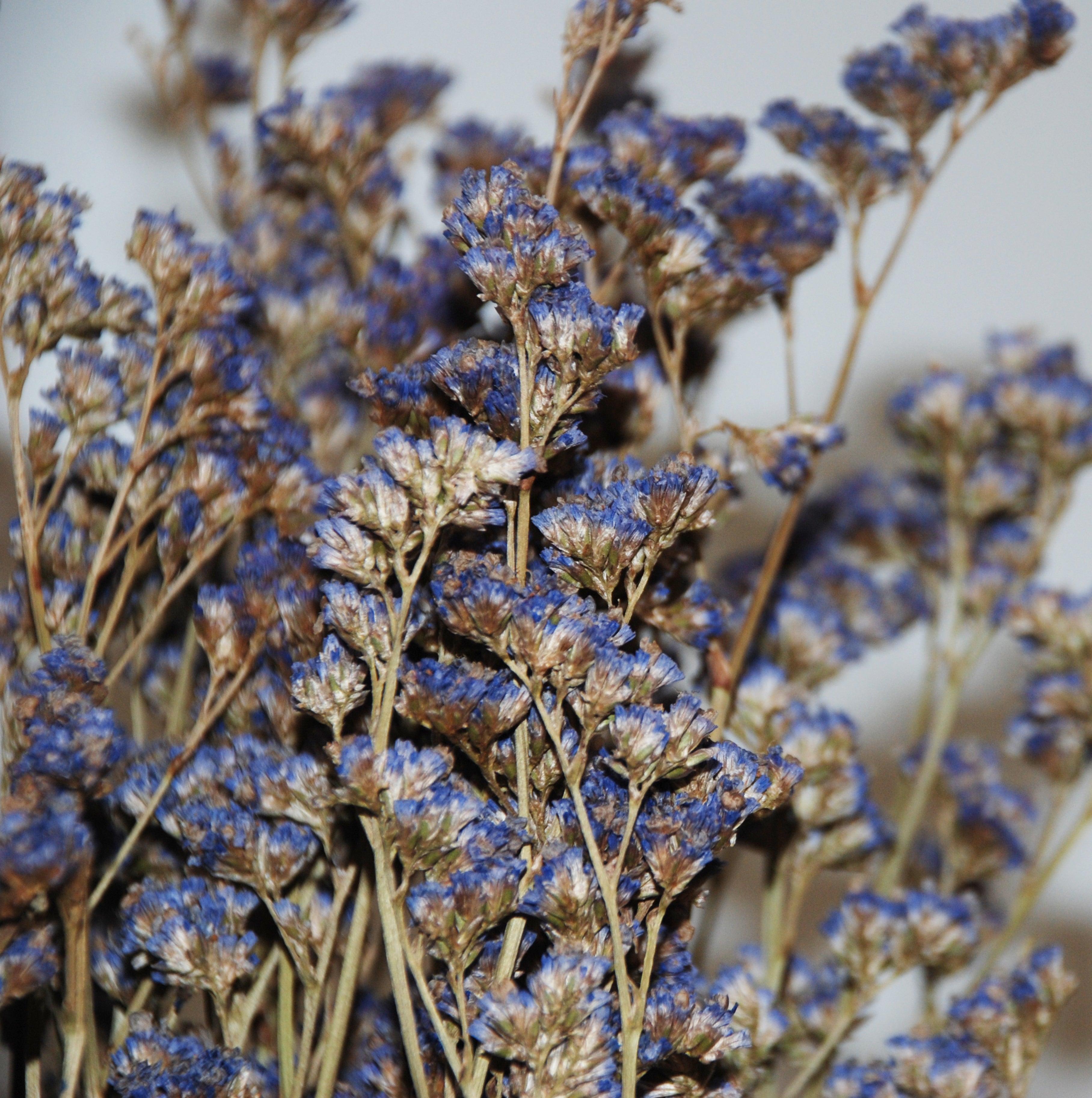 Limonium morado seco