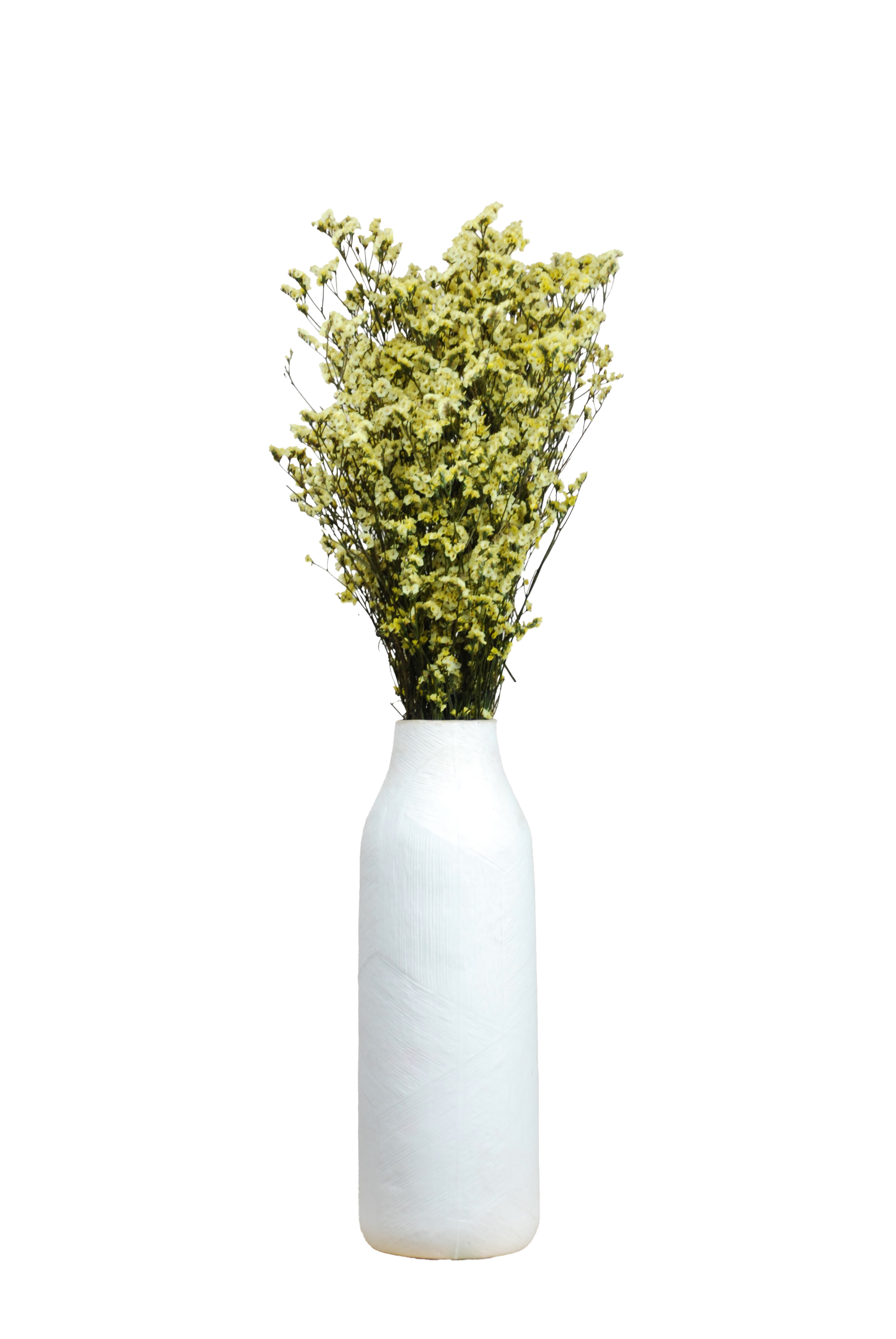 Limonium jaune préservé