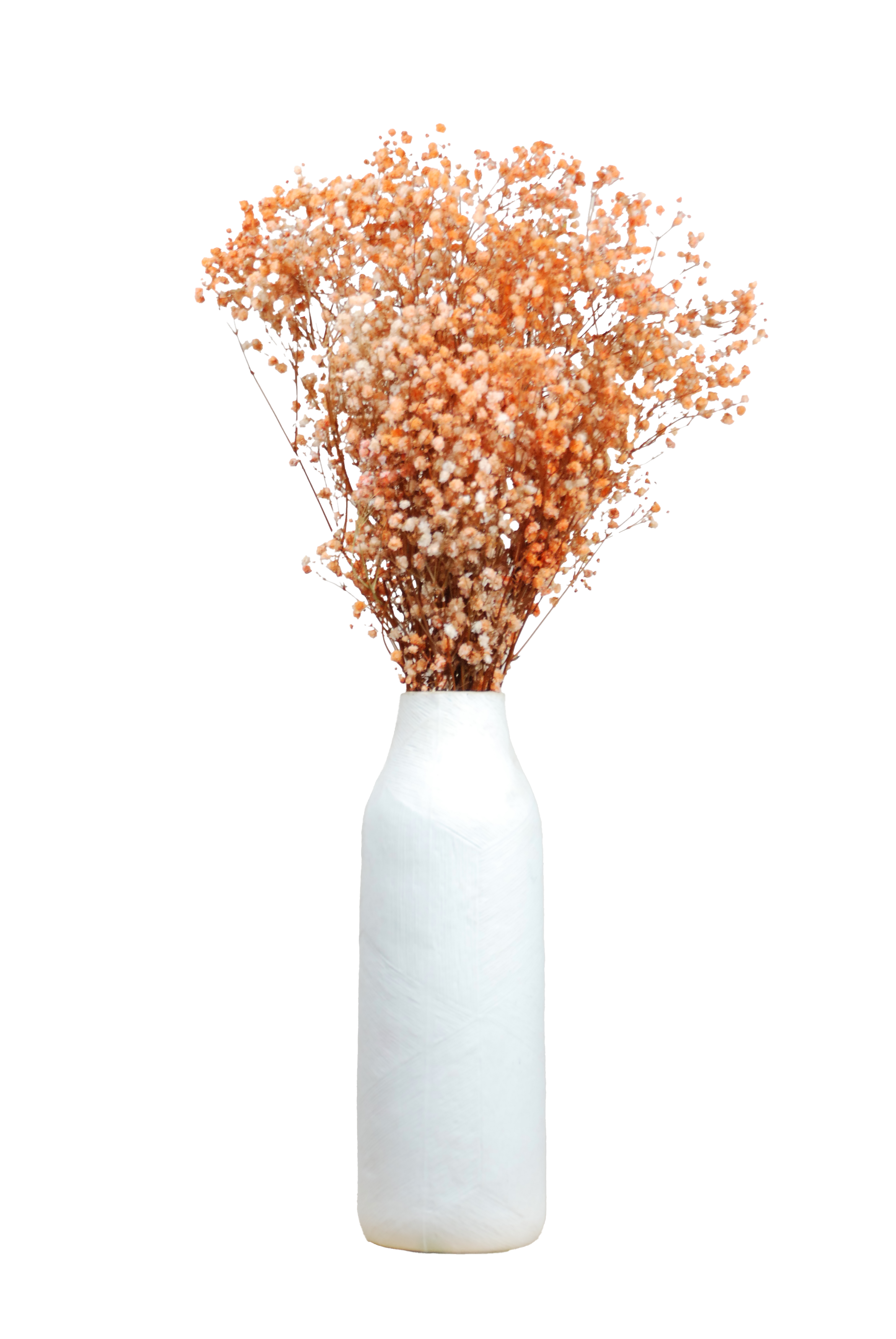 Paniculata naranja preservada