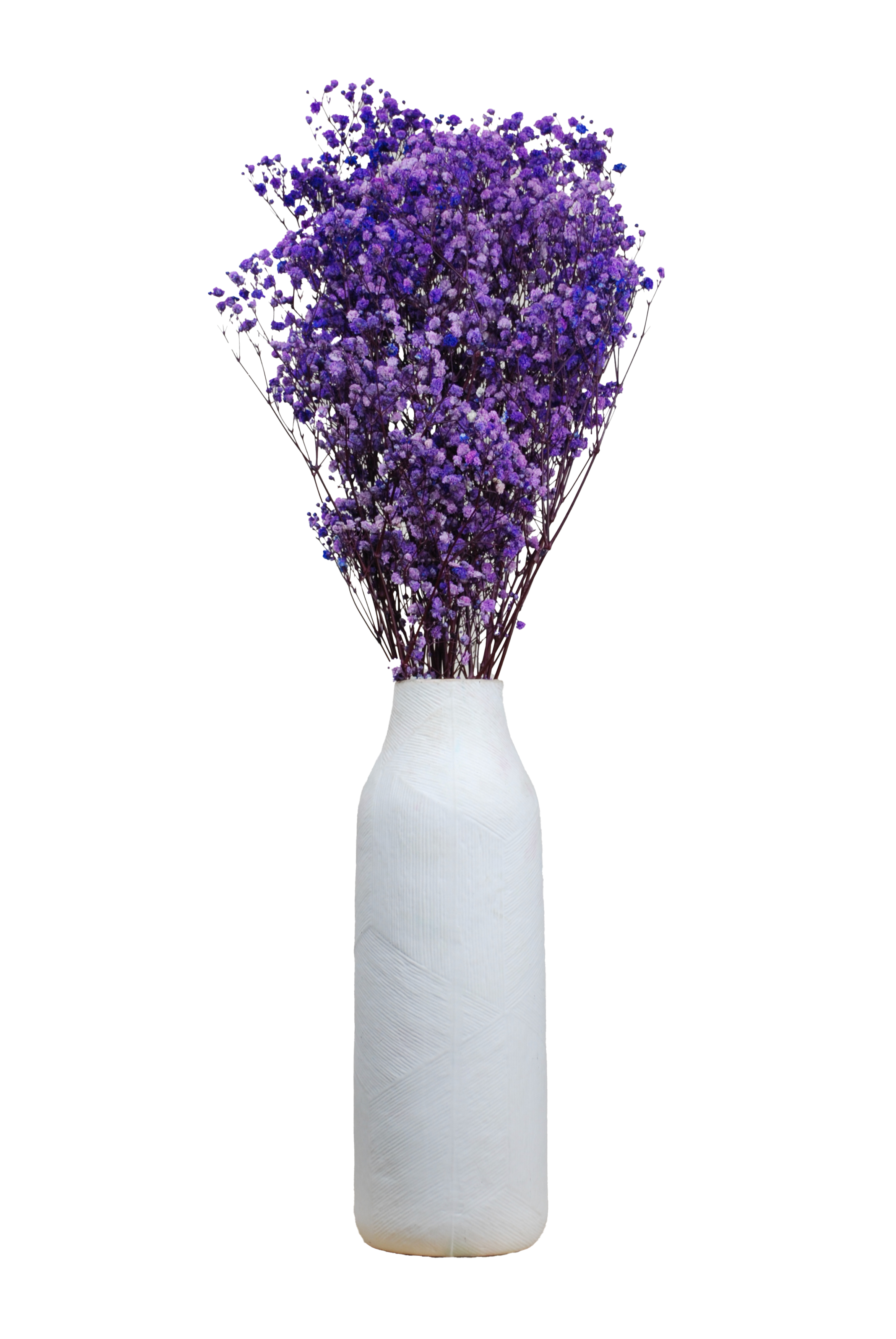 Paniculata morada preservada