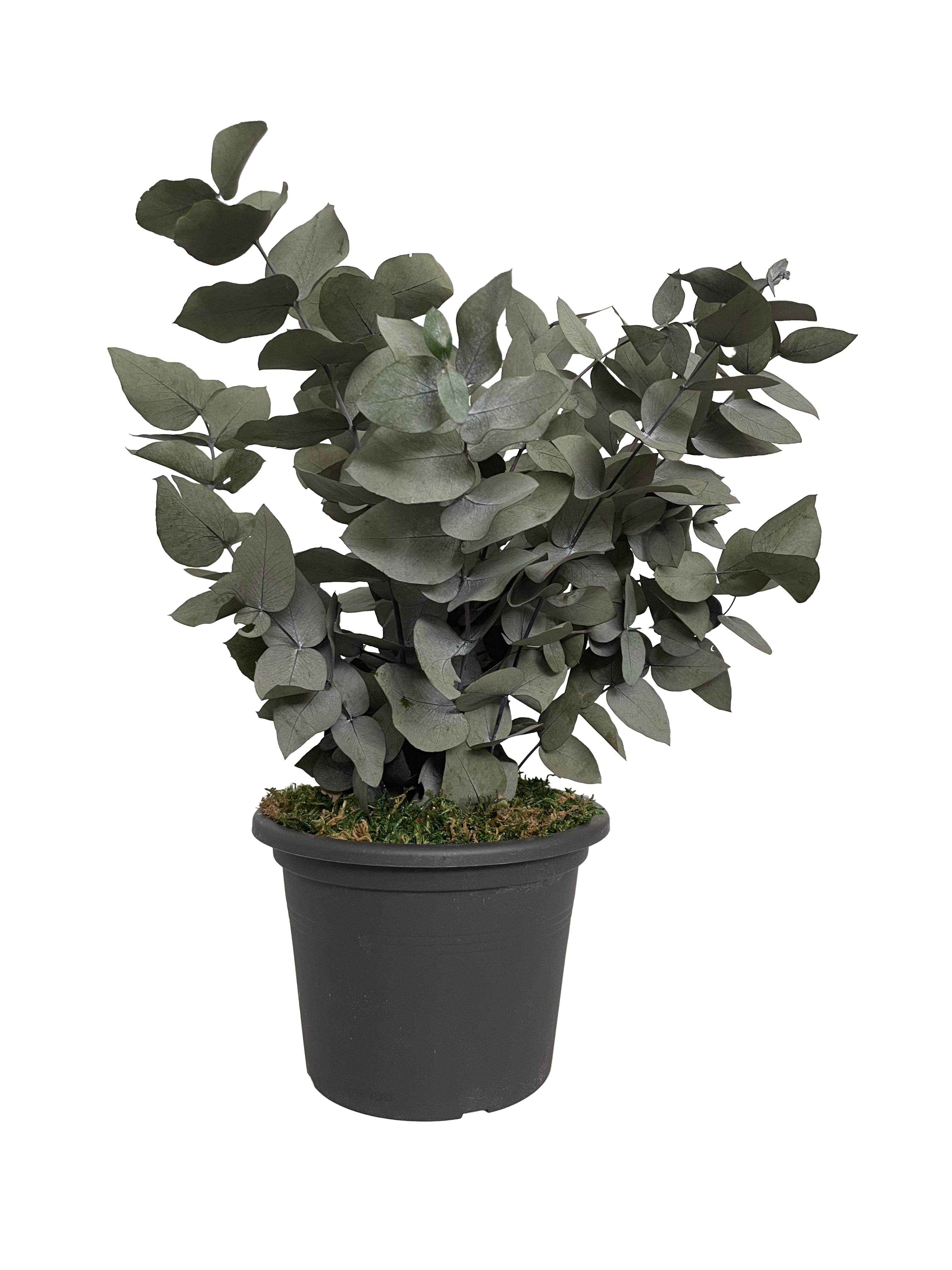 Planta eucalipto cinerea verde