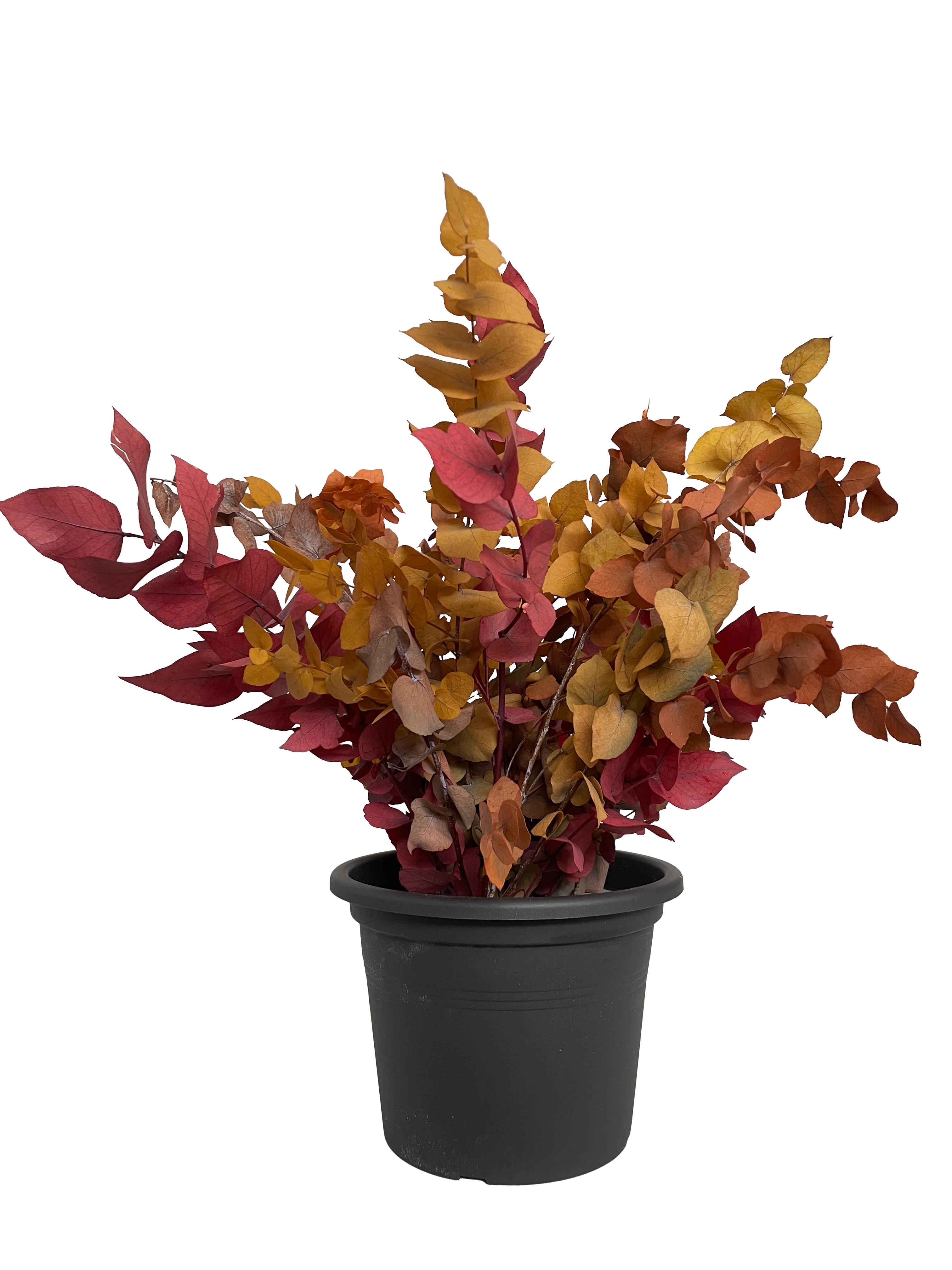 Planta eucalipto stuartiana otoñal