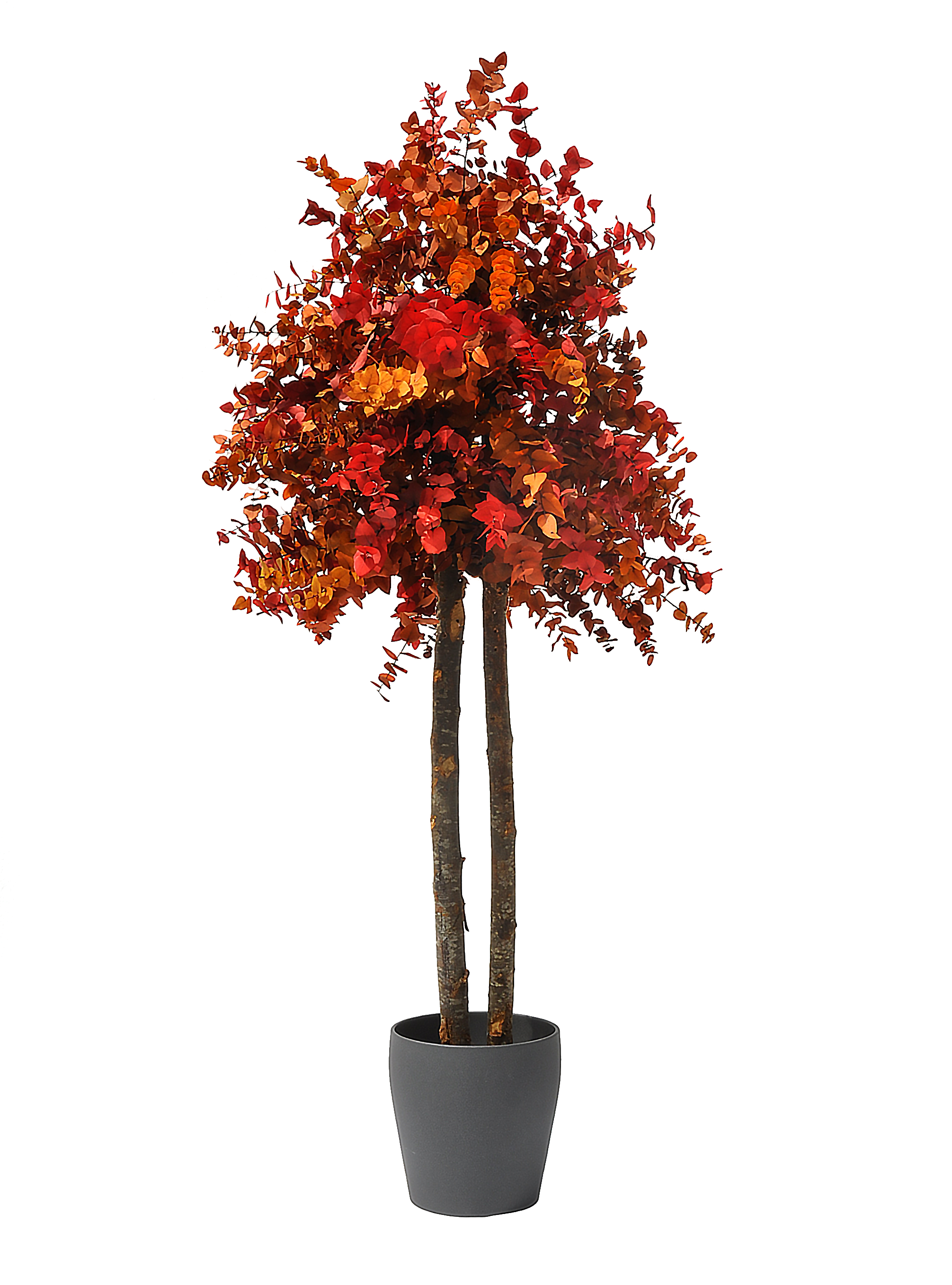 Árbol preservado stuartiana otoñal